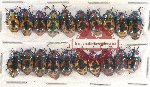 Scientific lot no. 814 Heteroptera (20 pcs)