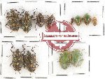 Scientific lot no. 792 Heteroptera (12 pcs)
