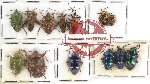 Scientific lot no. 773 Heteroptera (13 pcs)