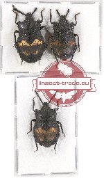 Scientific lot no. 808 Heteroptera (3 pcs)