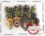 Scientific lot no. 776 Heteroptera (17 pcs)