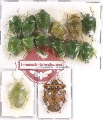 Scientific lot no. 824 Heteroptera (14 pcs)