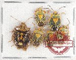 Scientific lot no. 804 Heteroptera (6 pcs A2)