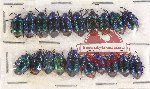 Scientific lot no. 813 Heteroptera (20 pcs)