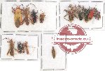 Scientific lot no. 788 Heteroptera (14 pcs)