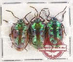 Scientific lot no. 812 Heteroptera (3 pcs A2)