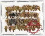 Scientific lot no. 761 Heteroptera (50 pcs)