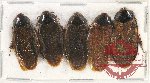Scientific lot no. 38 Blattodea (5 pcs)