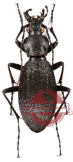 Apotomopterus protenes baoxingensis