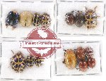 Scientific lot no. 331 Chrysomelidae (15 pcs)