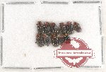 Scientific lot no. 310 Chrysomelidae (11 pcs)