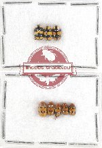 Scientific lot no. 305 Chrysomelidae (8 pcs)