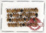 Scientific lot no. 338 Chrysomelidae (50 pcs)