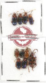 Scientific lot no. 343 Chrysomelidae (10 pcs)