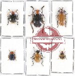 Scientific lot no. 362 Chrysomelidae (6 pcs)