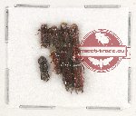 Scientific lot no. 92 Scolytidae (8 pcs)