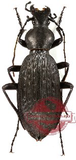 Apotomopterus grossefoveatus achilles