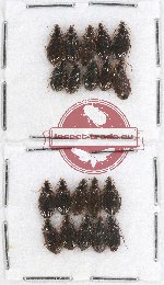 Scientific lot no. 420 Carabidae (20 pcs)