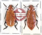 Scientific lot no. 47 Meloidae (2 pcs)