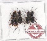 Scientific lot no. 50 Cicindelidae (4 pcs A2)