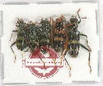 Scientific lot no. 92 Cleridae (5 pcs)