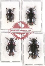 Scientific lot no. 105 Erotylidae (4 pcs - 1 pc A2)