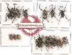 Scientific lot no. 446 Curculionidae (14 pcs)