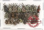 Scientific lot no. 449 Curculionidae (30 pcs)