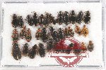 Scientific lot no. 399 Carabidae (34 pcs)