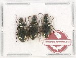 Scientific lot no. 395 Carabidae (3 pcs A2)