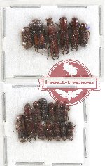 Scientific lot no. 105 Scolytidae (18 pcs)