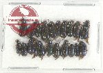 Scientific lot no. 86 Cleridae (20 pcs)