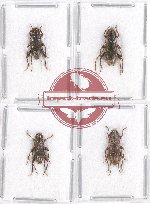 Scientific lot no. 233 Cerambycidae (4 pcs)