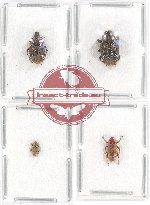 Scientific lot no. 460 Curculionidae (4 pcs)