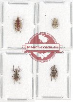 Scientific lot no. 458 Curculionidae (4 pcs)
