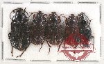 Scientific lot no. 424 Carabidae (5 pcs A-, A)