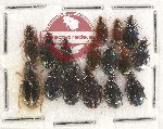 Scientific lot no. 421 Carabidae (16 pcs)