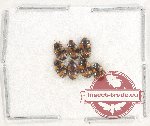 Scientific lot no. 120 Erotylidae (7 pcs)