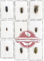 Scientific lot no. 87 Buprestidae (9 pcs)