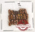 Scientific lot no. 101 Scolytidae (25 pcs)