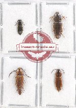 Scientific lot no. 97A Elateridae (4 pcs)