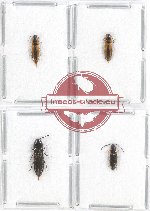 Scientific lot no. 99A Elateridae (4 pcs A, A-, A2)