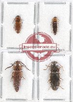 Scientific lot no. 98A Elateridae (4 pcs)