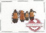 Pyrochroidae Scientific lot no. 1 (3 pcs)