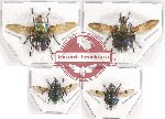 Scientific lot no. 63 Diptera (4 pcs - 1 pc A-)