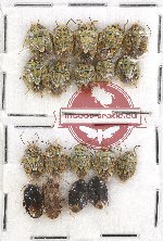 Scientific lot no. 793 Heteroptera (18 pcs)