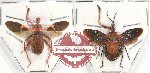 Scientific lot no. 820 Heteroptera (2 pcs)