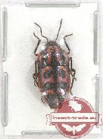 Scutellarinae sp. 50