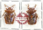 Scientific lot no. 839 Heteroptera (2 pcs A2)