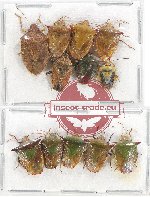 Scientific lot no. 830 Heteroptera (12 pcs)